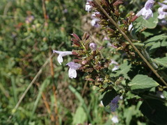 Clinopodium menthifolium ascendens