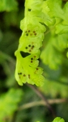 Anogramma leptophylla