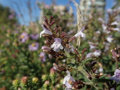 Clinopodium menthifolium ascendens