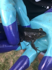 Lithobates catesbeianus