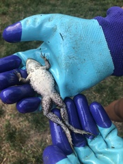 Lithobates catesbeianus