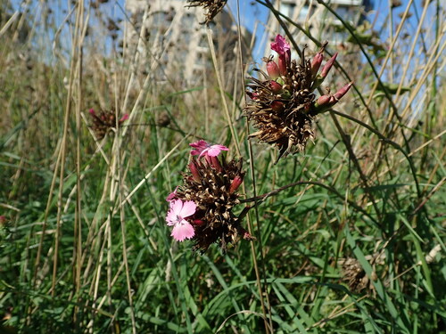 Image of Dianthus giganteus by (c) Daniel Cahen, some rights reserved (CC BY)
