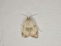 Coelostathma discopunctana