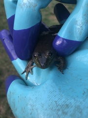 Lithobates catesbeianus