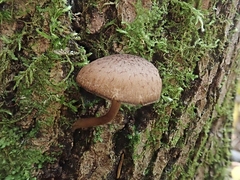 Cystoagaricus hirtosquamulosus