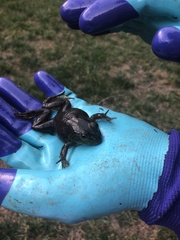 Lithobates catesbeianus