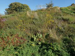 Silphium terebinthinaceum