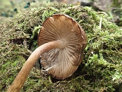 Cystoagaricus hirtosquamulosus