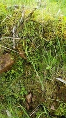 Anogramma leptophylla