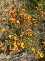 Bossiaea obcordata
