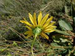 Silphium terebinthinaceum