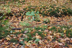 Equisetum scirpoides
