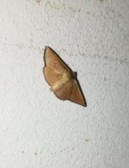 Banisia