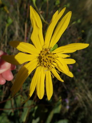 Silphium terebinthinaceum