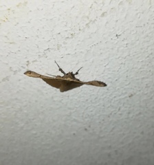 Banisia