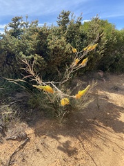Grevillea eriostachya