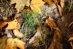 Equisetum scirpoides