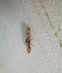 Banisia