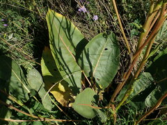 Silphium terebinthinaceum