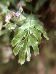 Hymenophyllaceae