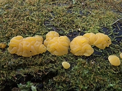Dacrymyces corticioides