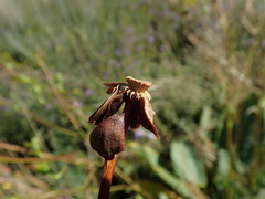 Silphium terebinthinaceum