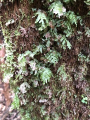 Hymenophyllaceae
