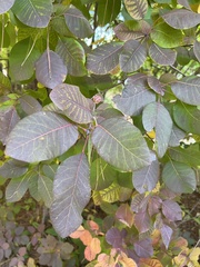 Cotinus coggygria