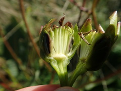 Silphium terebinthinaceum