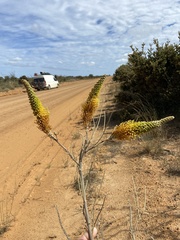 Grevillea eriostachya