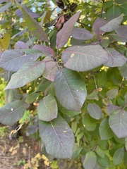Cotinus coggygria