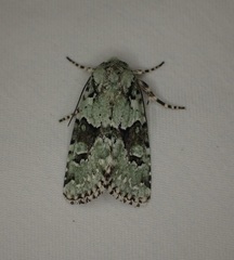 Lacinipolia implicata