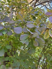 Cotinus coggygria