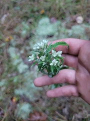 Pseudognaphalium