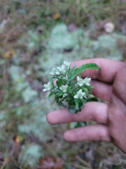 Pseudognaphalium