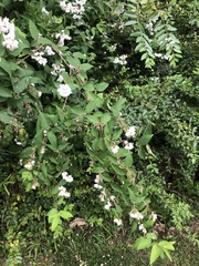 Deutzia scabra