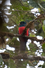 Trogon comptus
