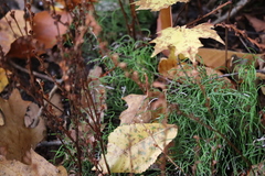 Equisetum scirpoides