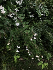 Deutzia scabra