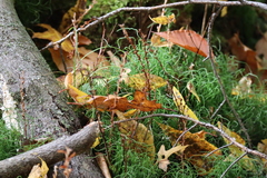 Equisetum scirpoides