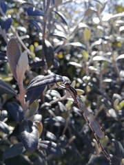 Austrolestes colensonis