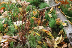 Equisetum scirpoides