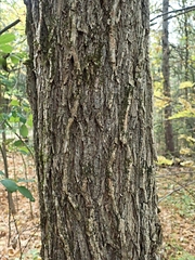 Ulmus thomasii