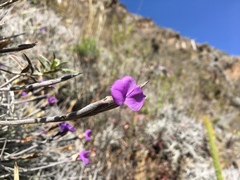 Tillandsia paleacea