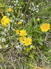 Senecio pinnatifolius
