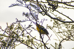 Pheucticus chrysogaster