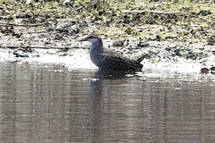 Gallirallus philippensis