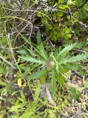 Senecio pinnatifolius