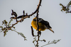 Pheucticus chrysogaster