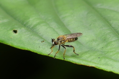 Laphriini